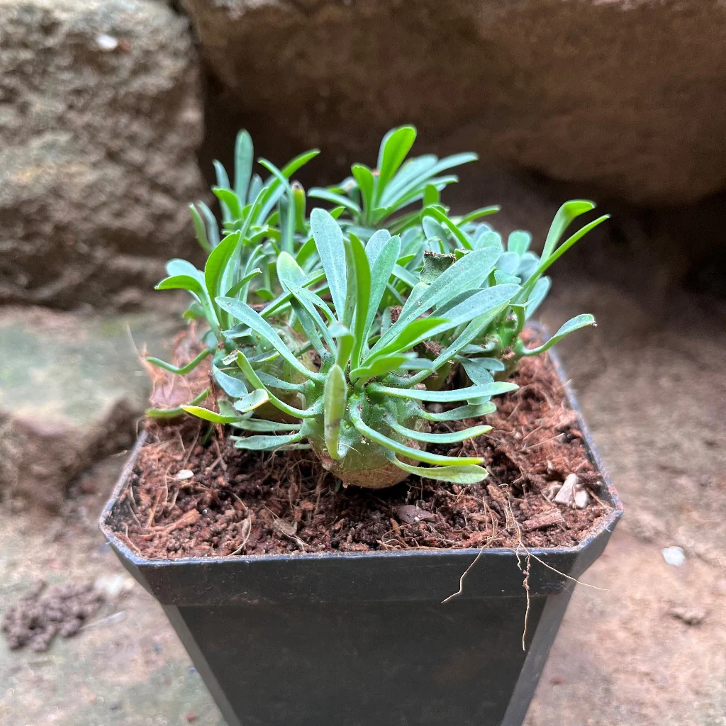 Featured Plants