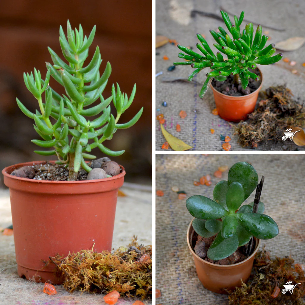 Popular succulent plants